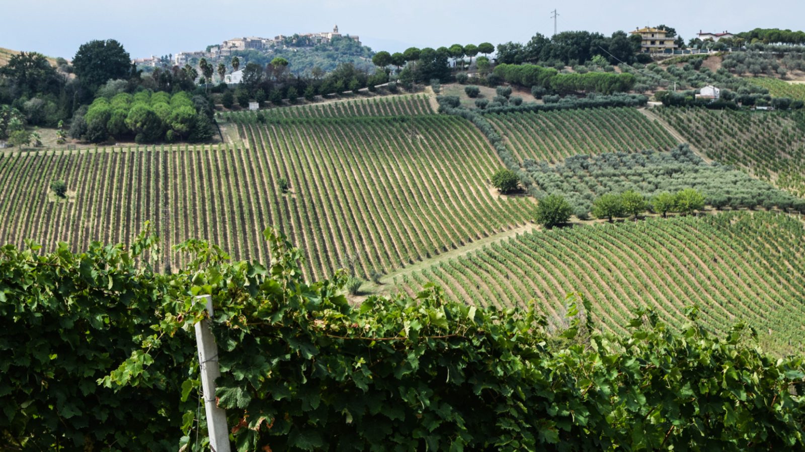 Vigneti-Monteprandone