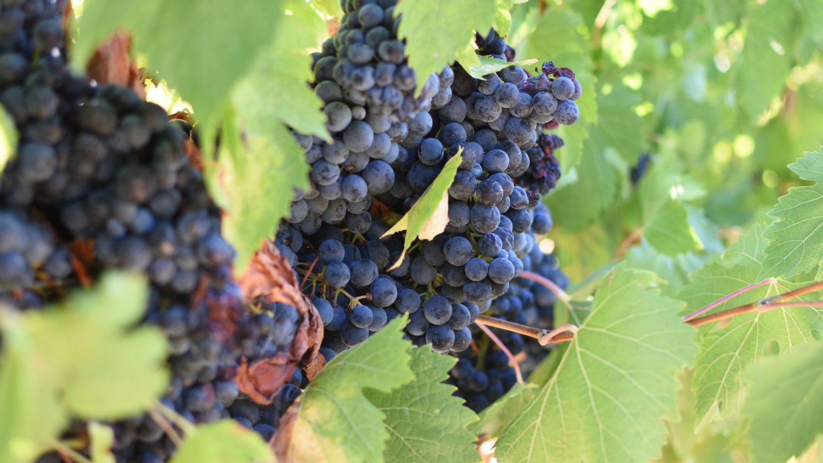 uve-cantina-vini-italiani-Il-Conte