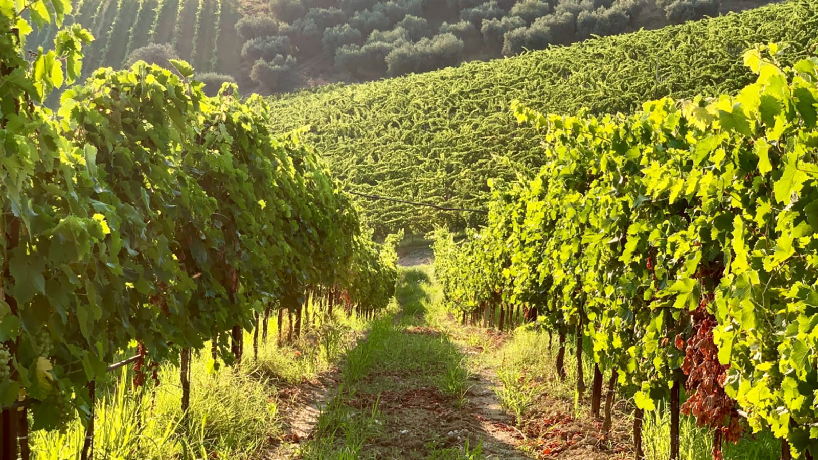 vigneti-Marche